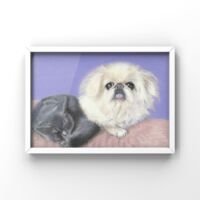 dog＆cat